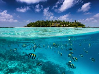 Geteilte Ansicht auf eine tropische Insel mit bunten Fischen im türkisfarbenen Meer, Kokospalmen und tiefblauem Himme