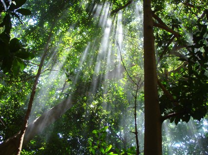 Costa Rica Roadtrip - Wald, durch den das Sonnenlicht strahlt