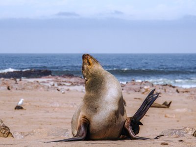 Seelöwe am Strand - Namibia Highlights