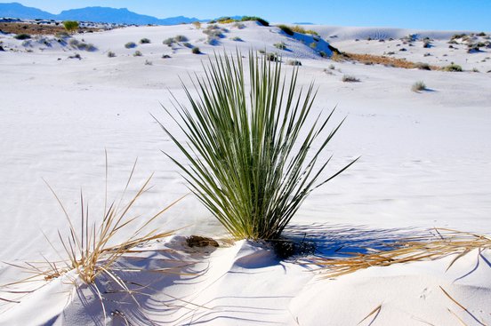 Yucca in der Wüste Mexikos