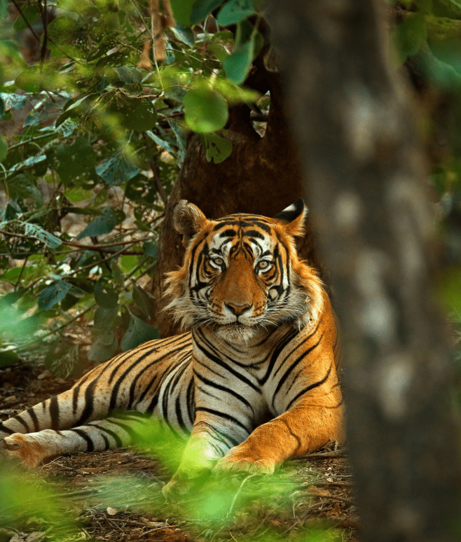Tiger im Dschungel