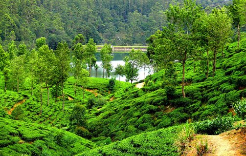 Privatreise Sri Lanka - Teeplantagen im Inland