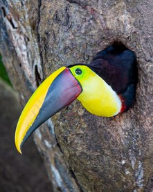 Costa Rica Reise - Juwelen des Dschungels