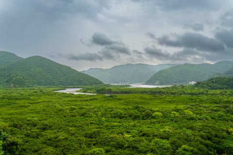 Amami Oshima Sumiyo Mangrove Virgin Forest