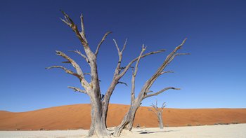 Abgestorbener Baum in der roten Wüste Namibias