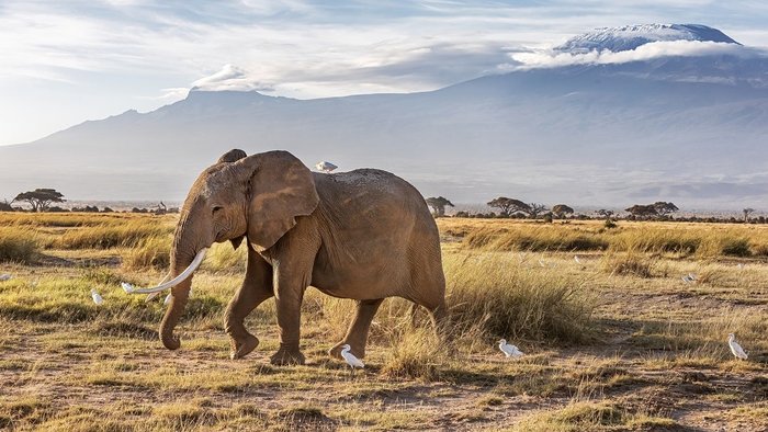 Elefant vor Kilimandscharo tansania