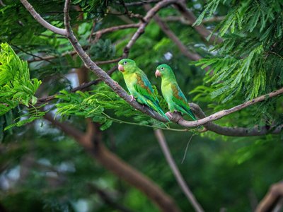 Zwei Tovisittiche im Baum - Nicaragua Highlights