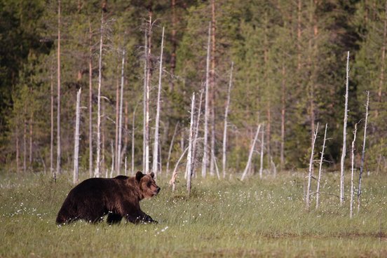 Braunbär läuft über Wiese