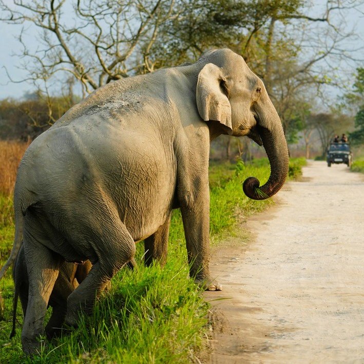 Elefanten überqueren eine Straße in Kaziranga