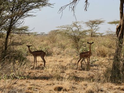 Zwei Gerenuks in Savanne - Kenia Highlights