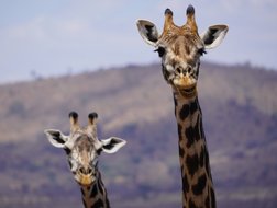 Zwei Giraffen schauen in die Kamera