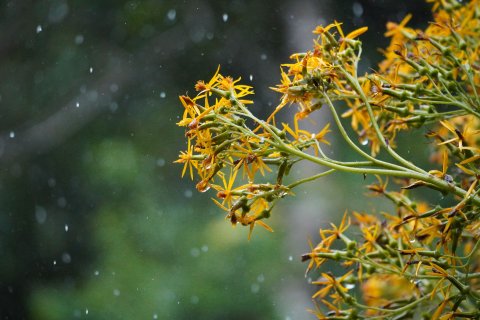 Costa Rica 2 Wochen Gruppenreise