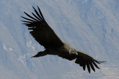 Peru und Galapagos Rundreise - Kondor