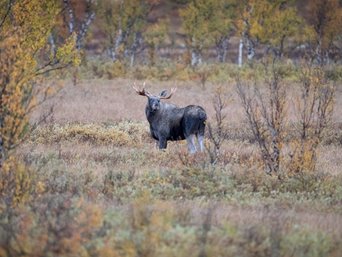 Elch im herbstlichen Dovrefjell