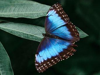 Blauer Morpho auf einem Blatt