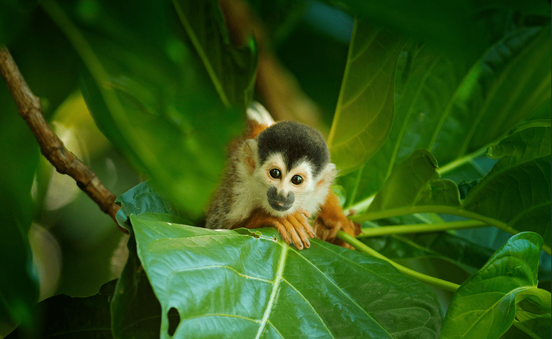Costa Rica Reise - Open Voucher Programm