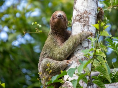 Faultier an Baum - Panama Highlights