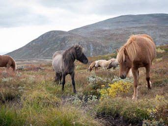 Braune und graue Pferde in weiter Landschaft im Dovrefjell