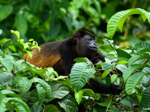 Ein Brüllaffe auf Nahrungssuche im Regenwald von Costa Rica.
