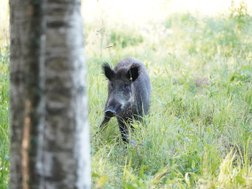 Wildschwein in einer Wiese hinter einem Baum
