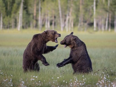 Naturreisen Europa/ Natururlaub Europa - Zwei Braunbären 