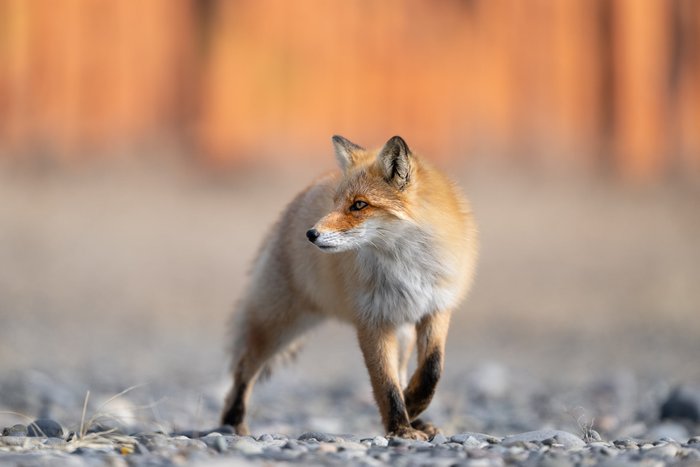 Foto von Aiko Sukdolak von einem Ezo-Rotfuchs in Japan