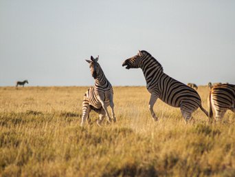 Tiere in Namibia: Kämpfende Zebras in Namibia