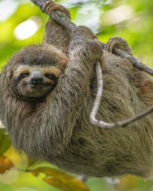 Süßes Faultier hängt von einem Ast