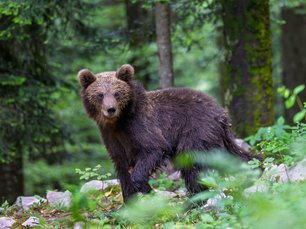 Braunbär im Wald