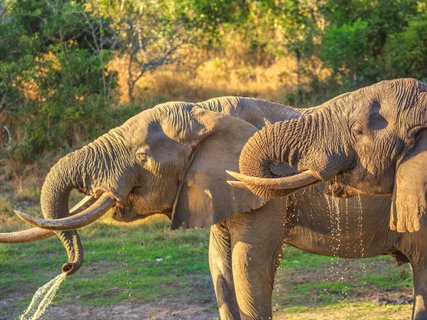 Tembe Elephant Park