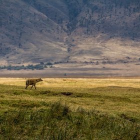 Eine Hyäne im Ngorongoro Krater.