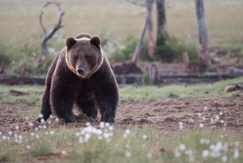Braunbär auf Blumenwiese