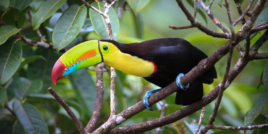Schwarz-gelber Vogel mit buntem Schnabel auf einem Ast
