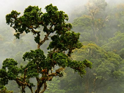 Costa Rica Rundreise 2 Wochen - Nebelwald Stimmung