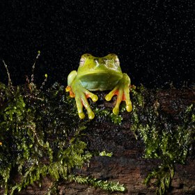 Laubfrosch auf einem Ast im regen vor schwarzem Hintergrund