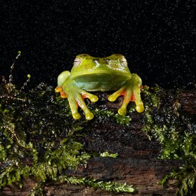Laubfrosch auf einem Ast im regen vor schwarzem Hintergrund