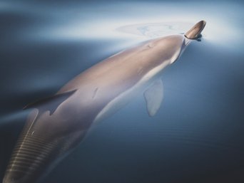 Gemeiner Delfin bricht mit seiner Schnauze durch die spiegelglatte Meeresoberfläche