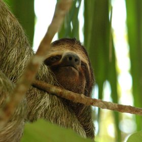 Dreizehenfaultier im Ecocentro Danaus
