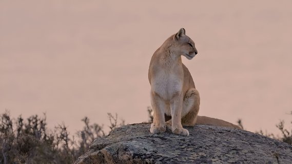 Patagonien Reise - Puma