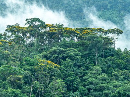 ??????????????????????????????????????????????????????????????????? scenic plants with red and green leaves in the jungle at Calovebora