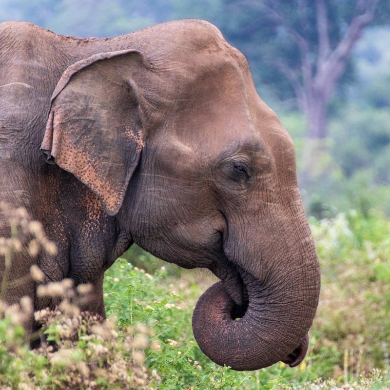 Elefant in Sri Lanka mit eingerolltem Rüssel