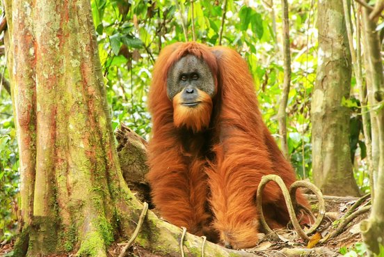 Wilder Orang-Utan im Dschungel