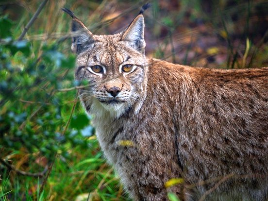 Nahaufnahme von Iberischem Luchs im Grünen, der in die Kamera schaut