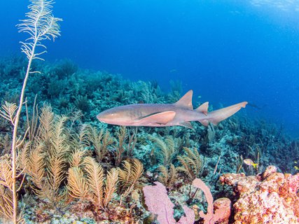 Ammenhai Barrier Reef Belize