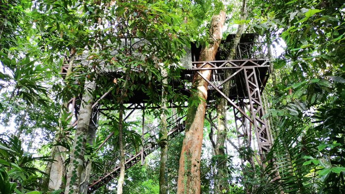 Blick von unten auf das Baumhaus der Maquenque Lodge im Dschungel