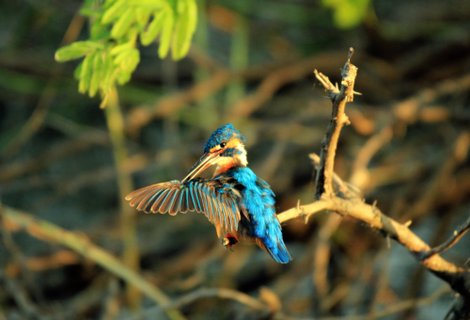 Privatreise Sri Lanka - ein Eisvogel sitzt auf einem Ast