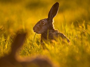 Feldhase in warmen Licht auf einem Feld