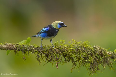 Costa Rica Rundreise Vogel