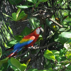 Hellroter Ara in einem Baum in Costa Rica