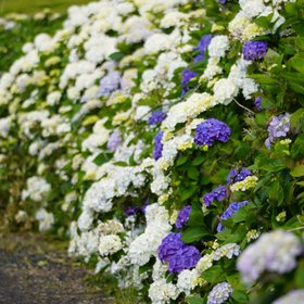 Blühende Hortensien am Wegesrand